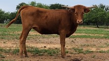 BR Jungle Jim x SR Sweet Rebellion (2)