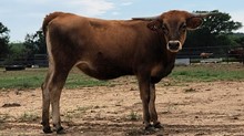 BR Jungle Jim X SR Sweet Rebellion(1)
