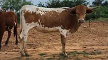 BR Jungle Jim X BL Kahula