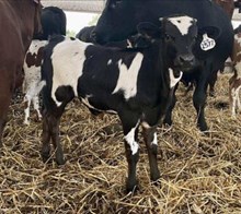 SADDLE JEWEL X BR JUNGLE JIM - TAG 2577