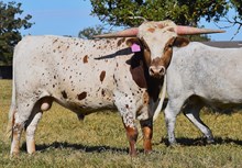 BR JUNGLE JIM X RJF CHA-CHING CLASSIC TAG 423 (B)