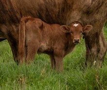 Jungle jimx butterscotch