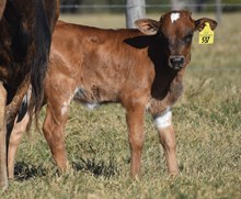 HR NUTELLA X BR JUNGLE JIM TAG 537