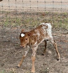 CR MERMAID X BR JUNGLE JIM TAG 608