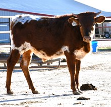 magnificent X novas emma