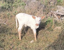 KDK COME ON EILEEN 641