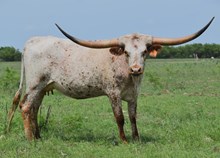 DB Novas Amelia