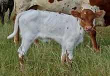 REBEL HR HEIFER