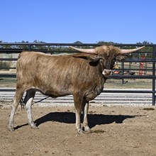 FULL PACK X BR JUNGLE JIM 24