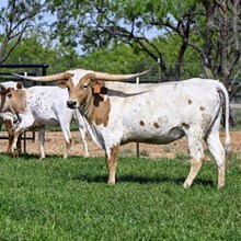 WL JIM'S JUNGLE ROSE