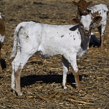 TEXANA TINSEL X REBEL HR - TAG 3254