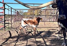 HOUDINI'S ROSEMARY X ANGUS (H)