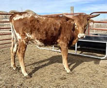 JOSIES CATCHIN 50 SHADES