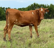 #31 #153 JJ X BEAUTIFUL HEART