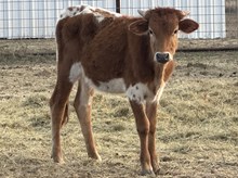 BR Betty Lou Thelma Liz