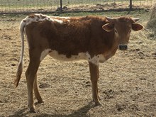 BR Betty Lou Thelma Liz