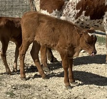 #121 BUX BANKER X FRIDAYS REBEL