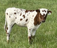 Rustic Magnificent