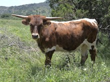 KDK CASHIN PRIMROSE