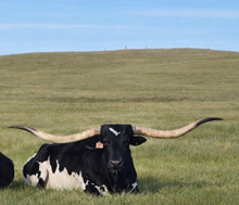 LAZYJ'S FIFTH SYMPHONY